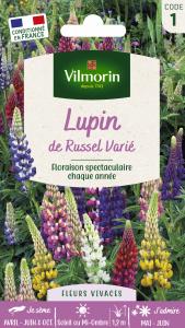 Lupin de Russel Varié